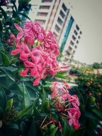 Close-up of pink flowers blooming in city