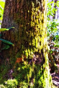 Close-up of moss growing on tree trunk