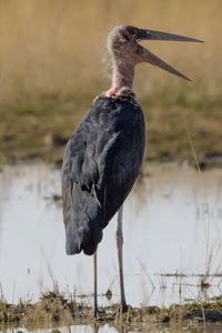 Marabou stork at a waterhole in erindi, a park in namibia