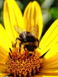 Close-up of honey bee pollinating on yellow flower