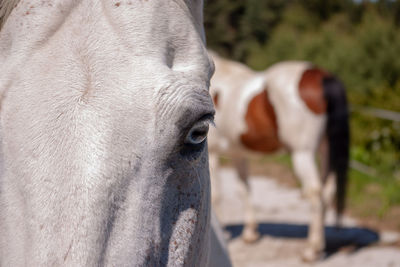 Cow grazing in ranch