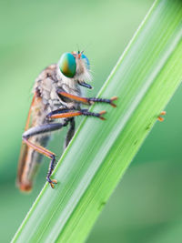 Close-up of insect on leaf