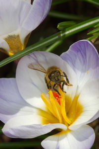Close-up of bee pollinating on purple flower