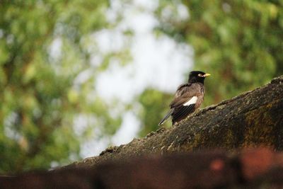 Close-up of bird perching on tree