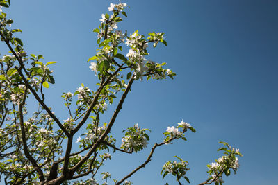 Low angle view of flowering tree against blue sky