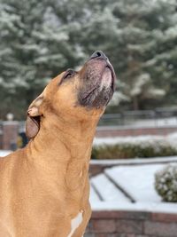 Close-up of a dog looking away