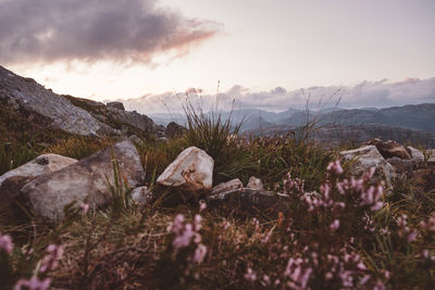 Beautiful mountain view, pink flowers, rocks and cloudy sky