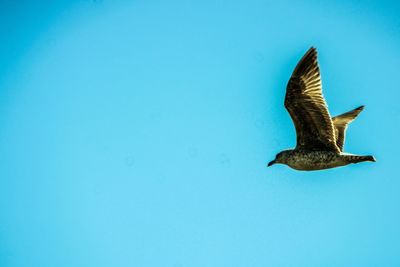 Bird flying in the blue sky