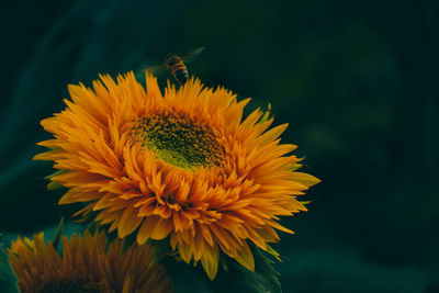 Close-up of yellow flower