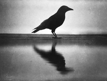 Bird perching on water against sky