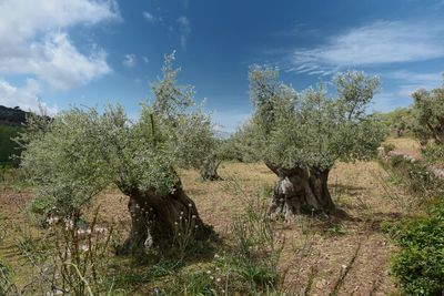 Plants on field against sky