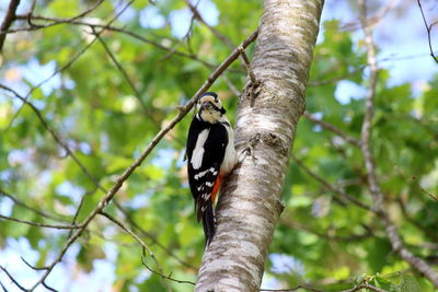 Low angle view of bird perching on tree