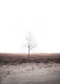 Bare tree on field against clear sky