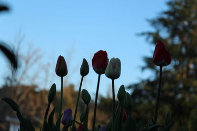 Close-up of flowering plants on field against sky