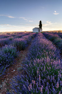 View of flowering plant on field against sky during sunset