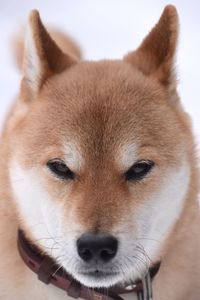 Close-up portrait of dog