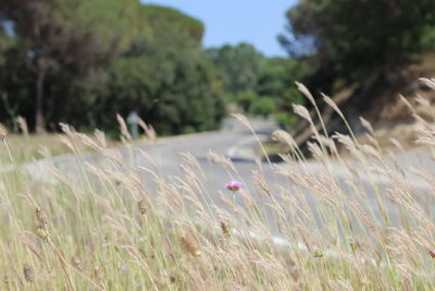 Close-up of crop plant in fields against road