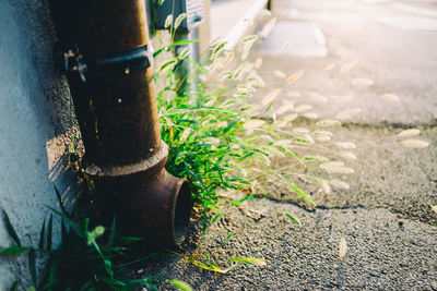 Close-up high angle view of grass