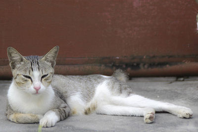 Portrait of cat lying on couch