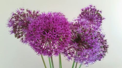 Close-up of purple flowers