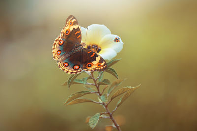 Close-up of butterfly pollinating on flower