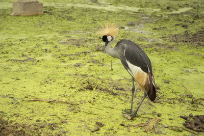 Side view of a bird on land