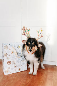 Portrait of dog on hardwood floor