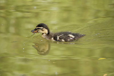 Duck swimming in lake