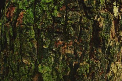 Close-up of moss on tree trunk