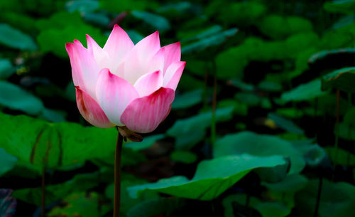 Close-up of pink water lily