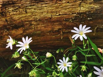 Close-up of white flowers blooming outdoors