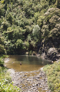 Scenic view of river in forest