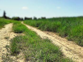 Road passing through grassy field