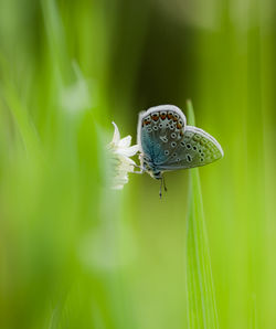 Close-up of butterfly pollinating on flower