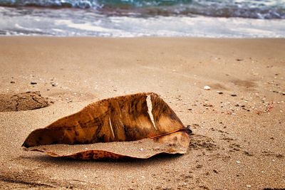 View of crab on sand at beach