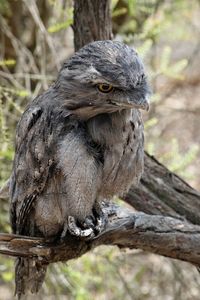 Close-up of bird perching on tree trunk