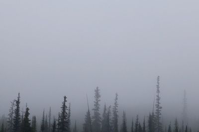 Trees in forest against sky during winter