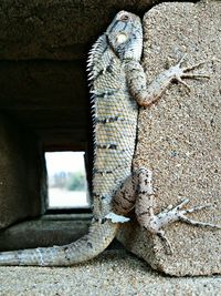 Close-up of a lizard on rock