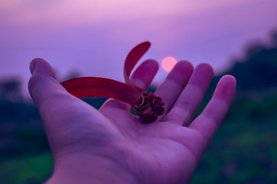 Close-up of hand holding purple flower