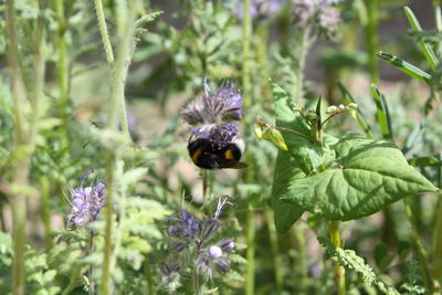 Close-up of honey bee on thistle