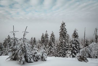 Pine trees on snow covered land against sky