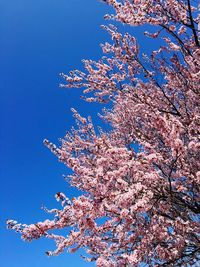 Low angle view of flowers blooming on tree