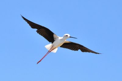 Low angle view of bird flying in sky