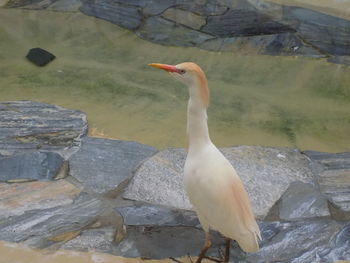 Close-up of bird perching on rock by lake