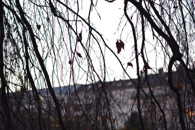 Low angle view of bird on tree against sky