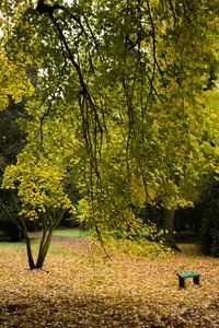 Yellow trees against sky