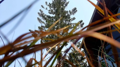 Low angle view of tree against sky