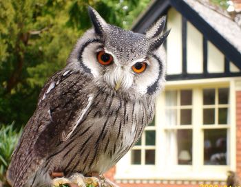 Close-up of eagle owl against window