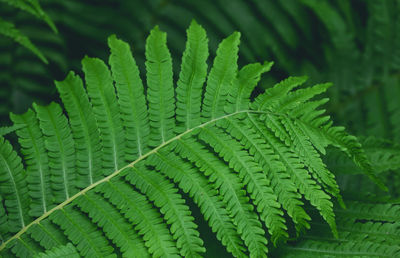 Close-up of fern leaves