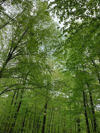Low angle view of bamboo trees in forest